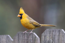 Felt Yellow Cardinal, Mr. Yellow