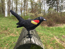 Felt Red-winged Blackbird