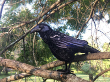 Felt Raven