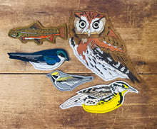 Embroidered Golden-winged Warbler